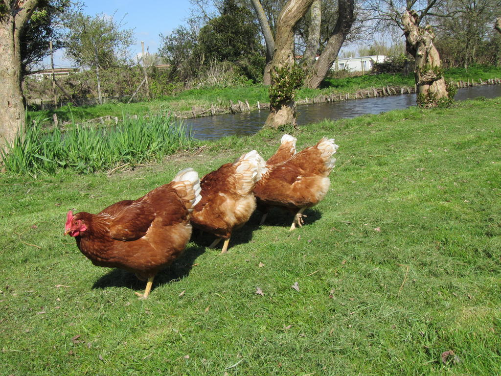 Bed&Brood De StraVerdonk Graft Exterior foto